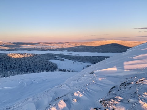 Lågt vintersolljus över en insnöad granskog